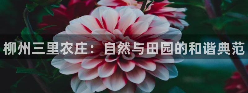 金年会最新官网