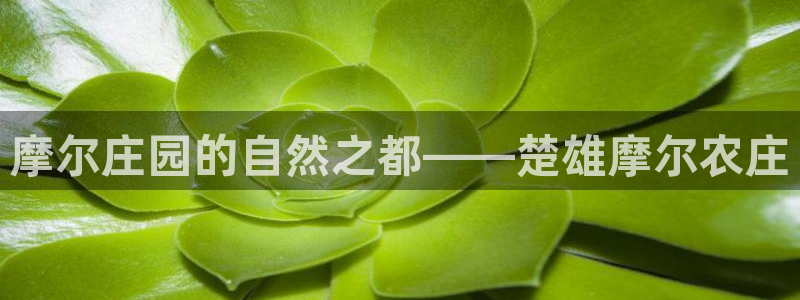 金年会体育app