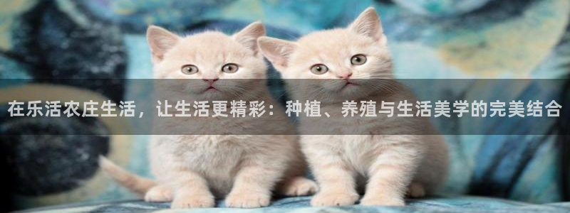 金年会平台是什么