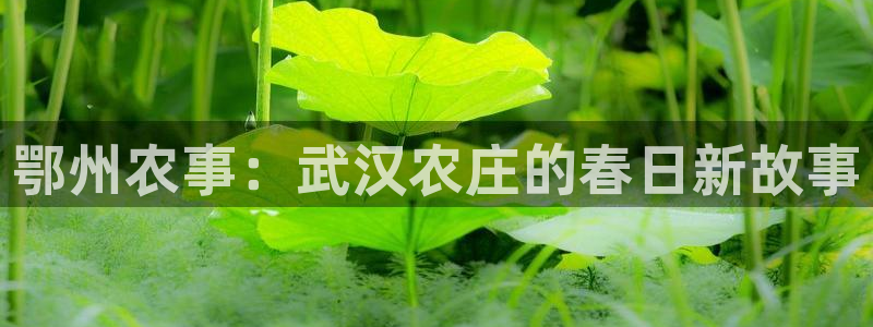 金金年会