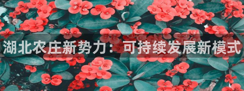 金帆年会2017