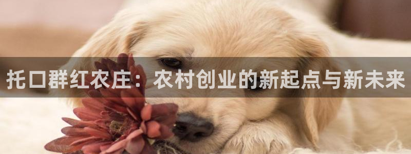 宝金年会