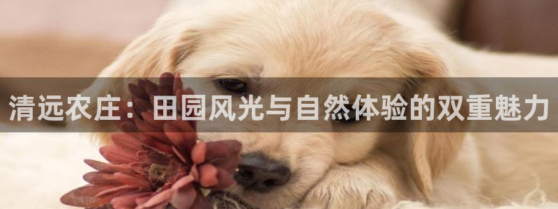 金哥年会
